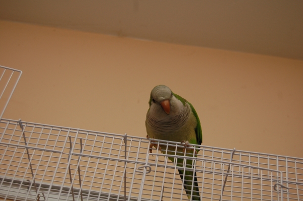 Creation of Bird's Eye view: Step 2